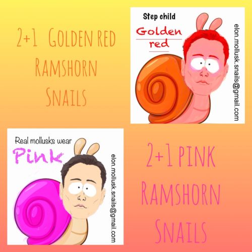 (Best Handling) 2+1 PINK And 2+1 Golden Red Ramshorn Snails+sample Food+sticker