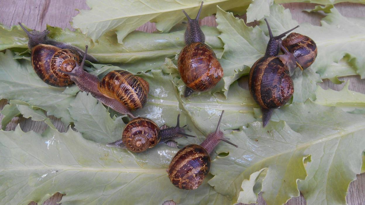 Three (3) Live Pet Land Snails... Hand Raised Pet, Educational