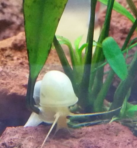 One large  ivory/white mystery snail (algea eater)