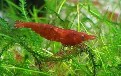 10 + 2 Red Cherry Shrimp neocaridina homebred freshwater fish live invertebrate