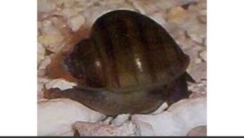 5 Brown/chesnut Mystery Snails