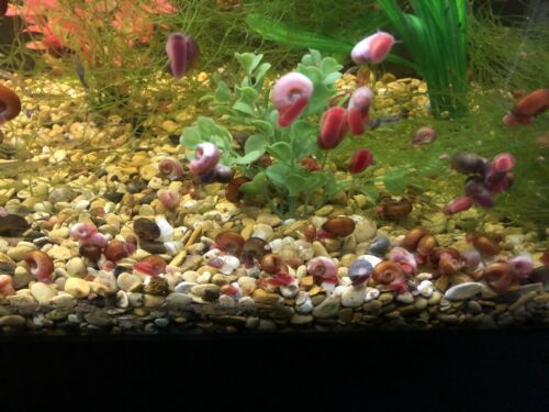 100 Ramshorn Snails With Free Shipping!