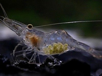 200 Live Pk Shrimp (Mississippi Grass Shrimp, Palaemonetes kadiakensis)