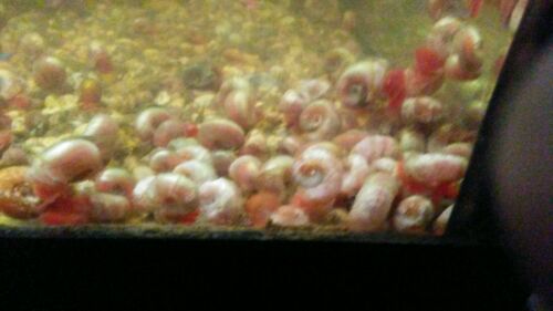 20 pink and blue Ramshorn Snails FREE SHIPPING!
