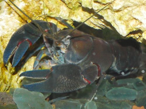 5+ Cherax Destructor Live Crayfish Yabby