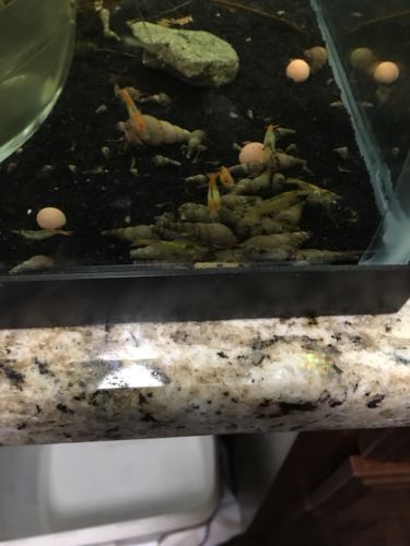 60 + 10 Malaysian Trumpet Snails . Size 1/2”-1” Long