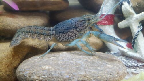 8 Live Crawfish Marbled Crayfish Self cloning