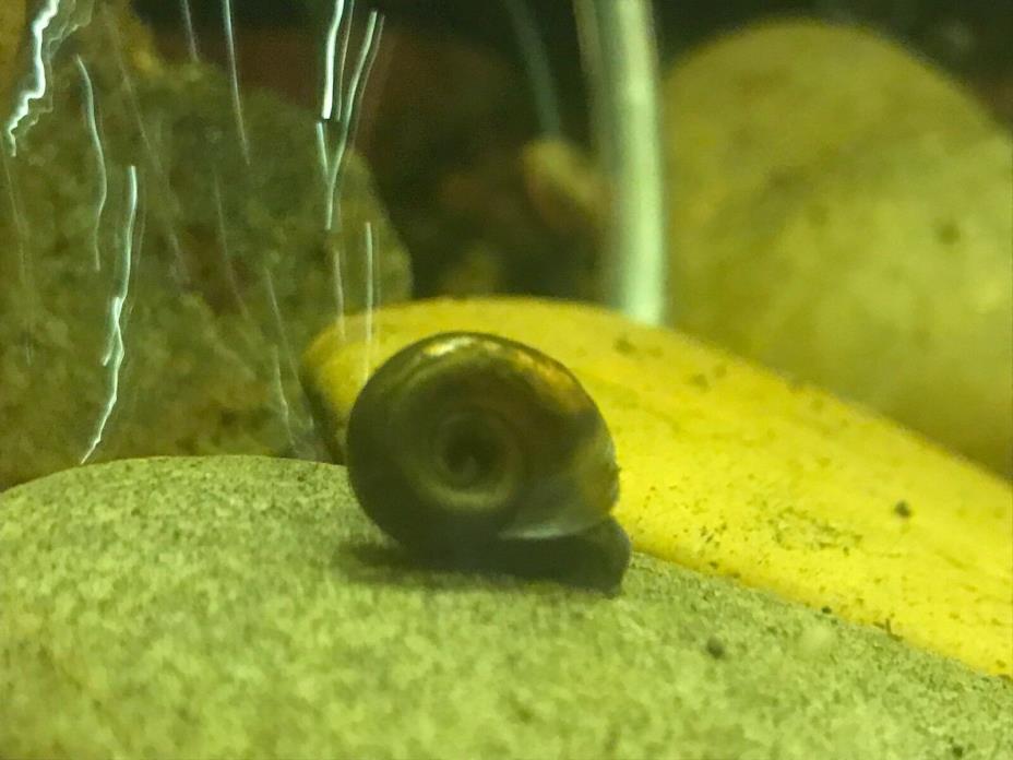 10 brown ramshorn snails + free plant clipping!