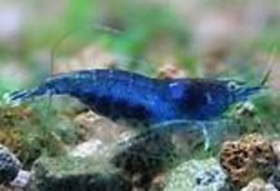 Blue phantom shrimp
