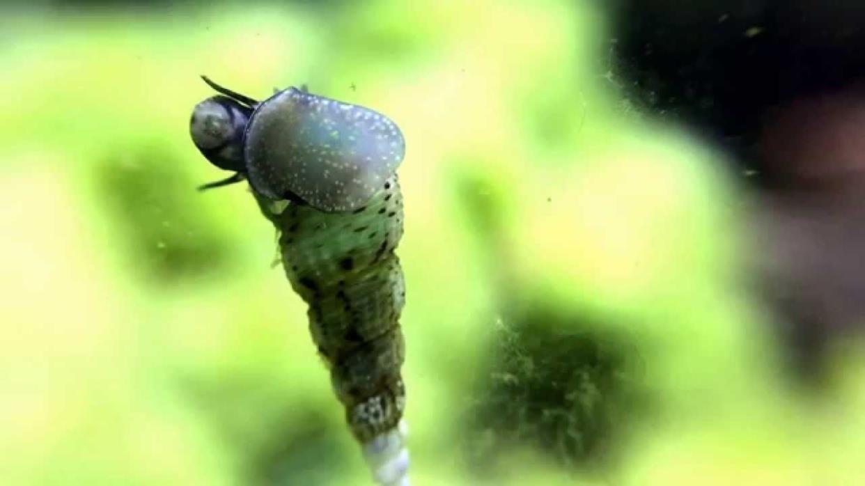 20+ Malaysian Trumpet Snails MTS Live Freshwater Aquarium Snail