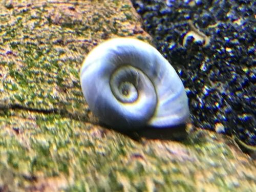 10 Blue Ramshorn Snails