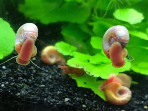 10 Red Ramshorn Snails