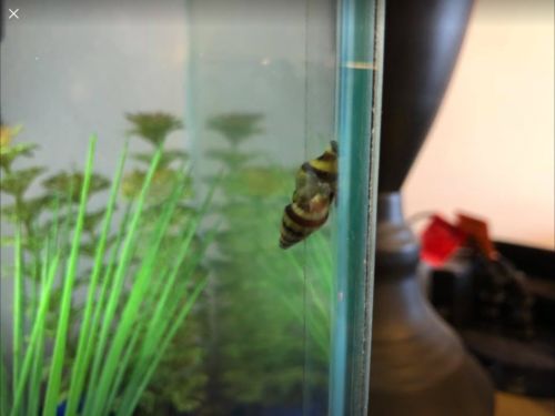 5 Assasin Snails (Clea helena) - Live Freshwater Aquarium Snails