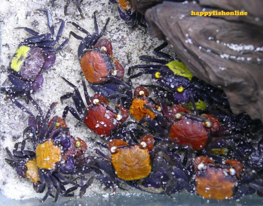 20 WICKED MIXED COLORED VAMPIRE CRABS - AWESOME LAND CRABS! INSANE COLORS! EASY