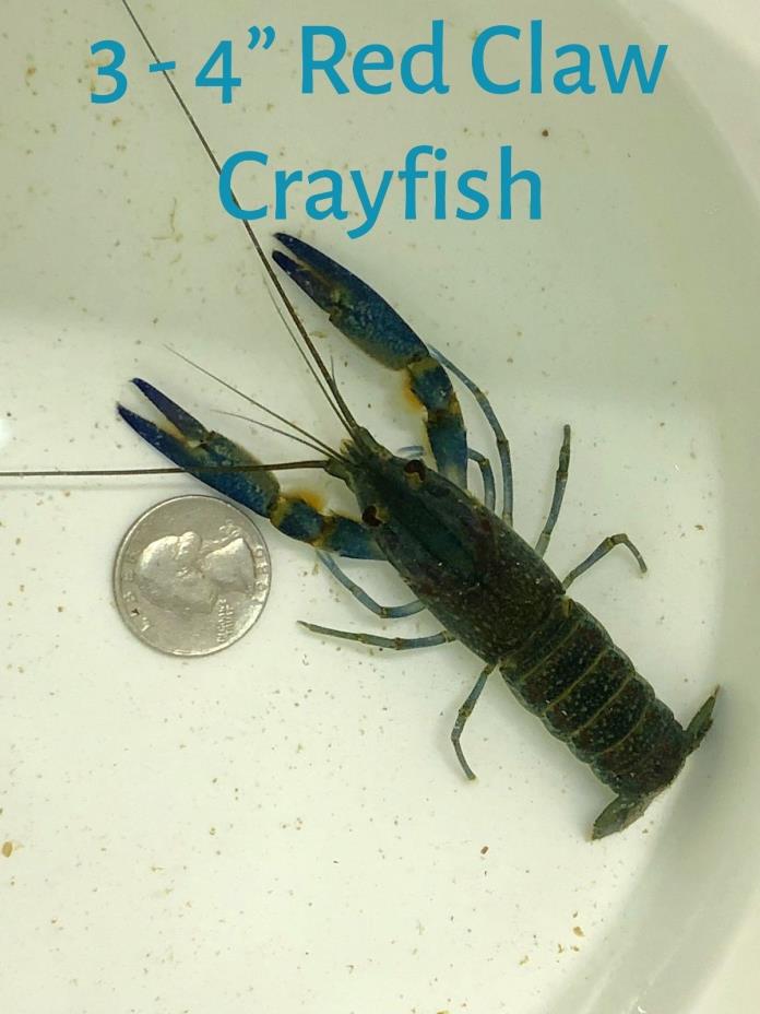 AUSTRALIAN RED CLAW CRAYFISH MALE - 3 FRESHWATER LOBSTERS