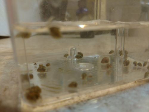 30+  Bladder Snails fresh water feeder cleaners mixed sizes