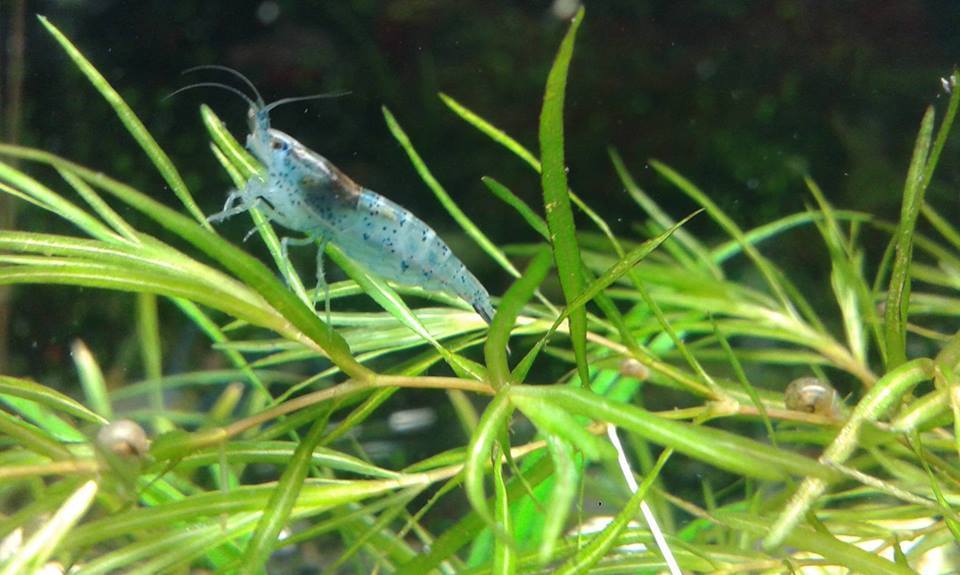 10+4 Carbon BLUE Black Rili Live Aquarium Shrimp Neocaridina house bred USA