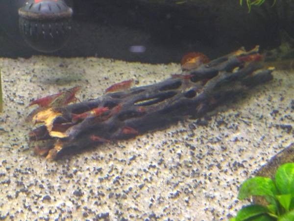 Freshwater Cherry shrimp, Amano Shrimp, and Hybrid Shrimp - VARIETY BUNDLE OF 5