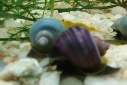 5 Blue & ivory Pea size Mystery Snail - Algae Eaters - Live Aquarium Snail