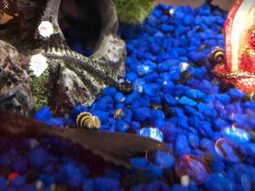 5 Assasin Snails