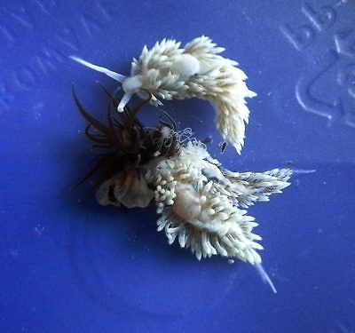7 Large aiptasia eating nudibranchs, 1+ inch (stephanieae, berghia)