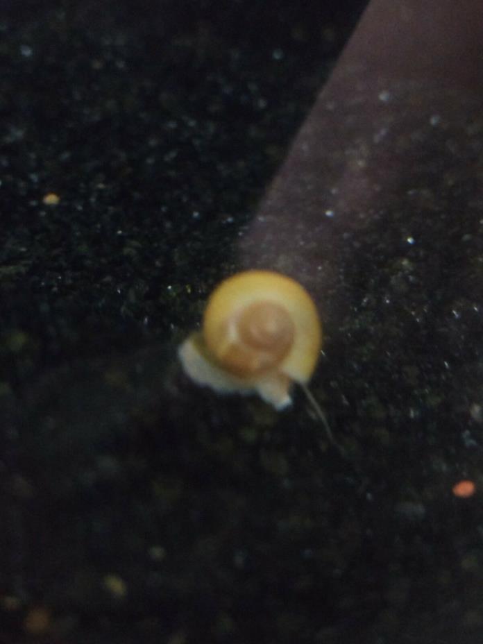 (10) Golden Mystery Snails, pomacea bridgesii (pea - nickle size)