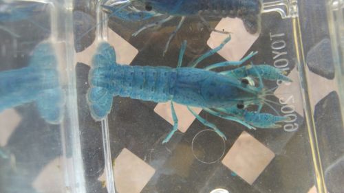 Female Electric Blue Crayfish 2+ inch live fish crawfish crawdad lobster shrimp