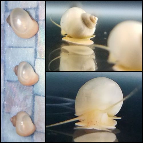 3 Mystery Snails +Snail Food plant safe aquatic Snail Pomacea diffusa bridgesii