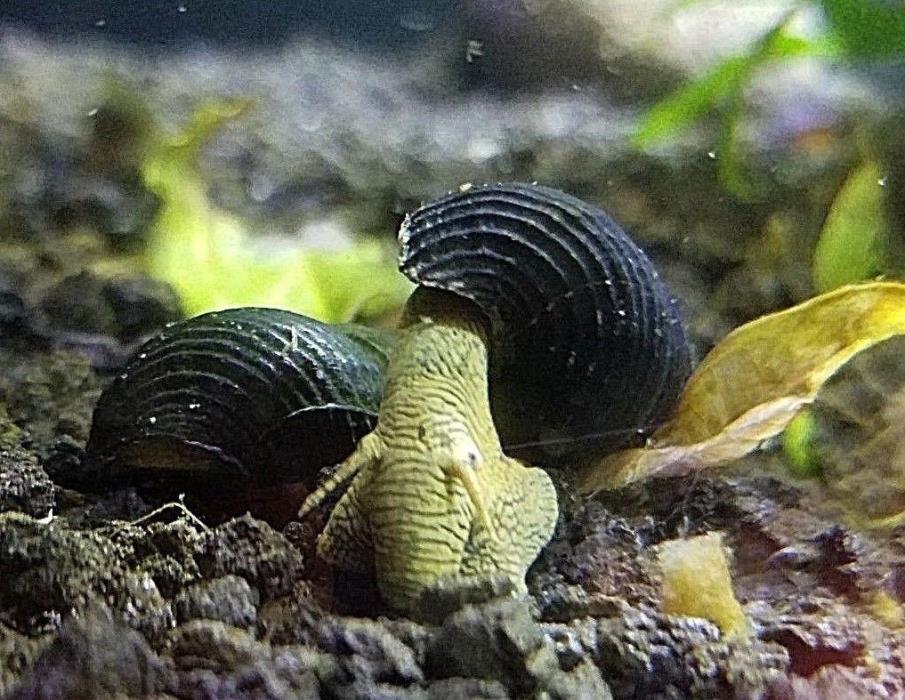 Yellow Rabbit Snail (Tylo snail) - BEST LIVE ARRIVAL GUARANTEE! WINTER SHIPPING!