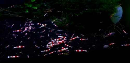 5+1 Crystal Red Shrimp - crs - caridina unsexed juvies