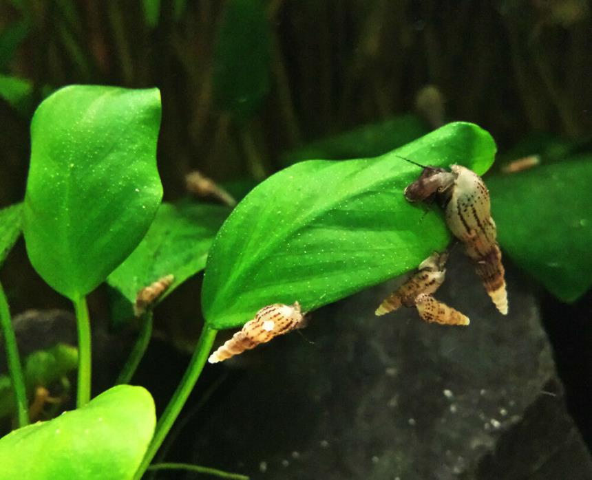 30+ Malaysian Trumpet Snails Babies Freshwater Algae Eaters Free Shipping!