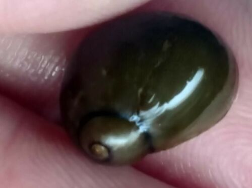 Tiger Eye Nerite Snails (Neritina natalensis) - 1/2 inch to 1 inch