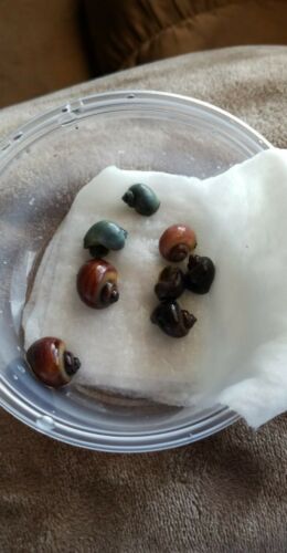 Rainbow Pack Of 8 Mystery Snails