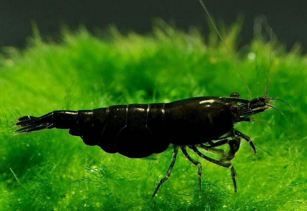 Live Shrimp- Black Diamond Shrimp - Gorgeous Dark Black .3