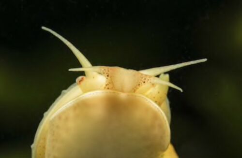 25+ Live Bladder Snails (Physa fontinalis) various sizes