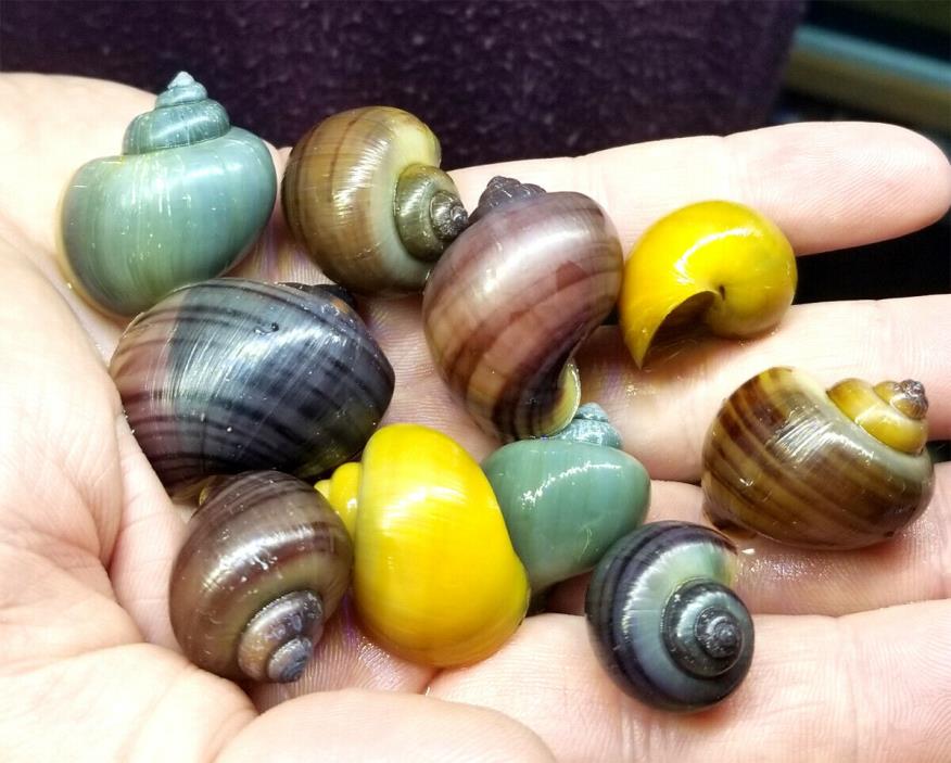 10 Assorted Colors Mystery Snails - FREE SHIPPING!