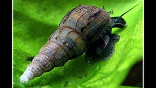 12 malaysian trumpet snails