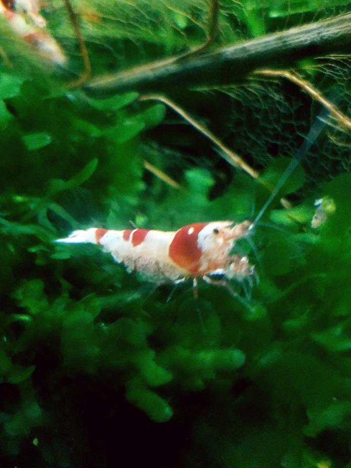 5 + 1 S grade Pure Red Line Crystal Red Live Aquarium Shrimp USA bred juveniles