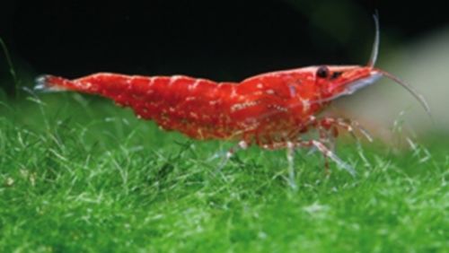 5 Red Cherry dwarf Shrimp With java moss Live Freshwater