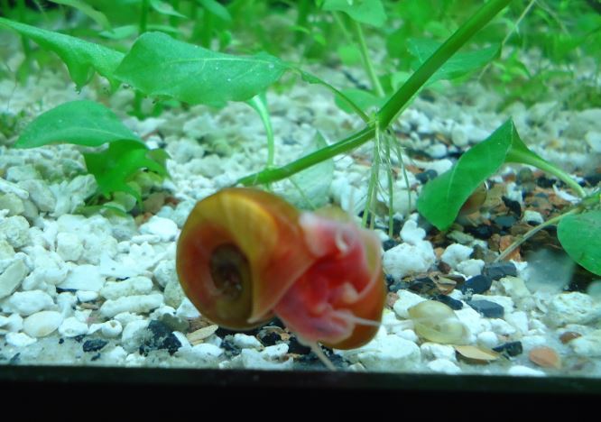 8+ Red Ramshorn Snails- Live Aquarium Pond Snails (Read Listing)