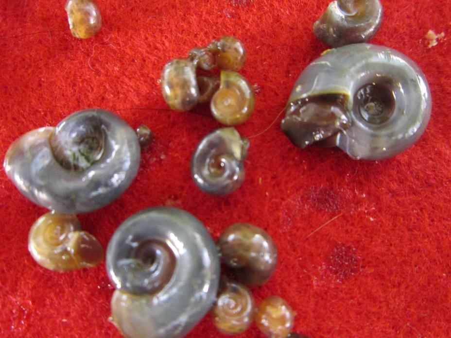 Blue Ramshorn Snails 30 3/16-3/8 free Priority Shipping