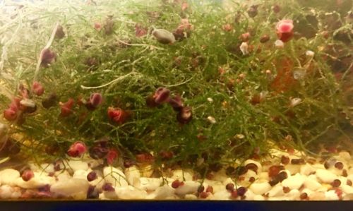 12 RamHorn Snails (6 Red And 6 Chocolate) Plus 2 Free! Free Shipping