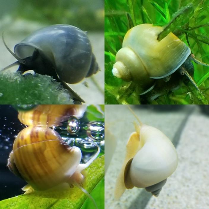4 Live Mystery Snails Package! 1 Albino, 1 Blue, 1 Jade, 1 Ivory Snail & Food!
