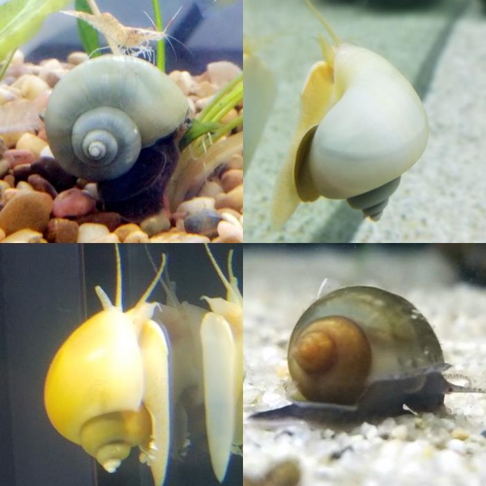 Mystery Snails 8 Pack! 2 Blue, 2 Gold, 2 Chestnut, 2 Ivory Snails & Sample Food!