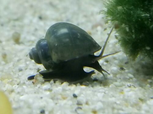 10 Blue mystery snails  (read item description )