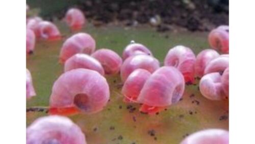 5+2 Pink Ramshorn Snails Live Freshwater Aquarium