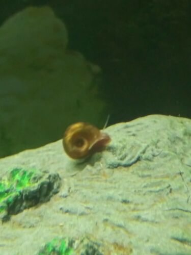 30 Ramshorn Snails various sizes and colors