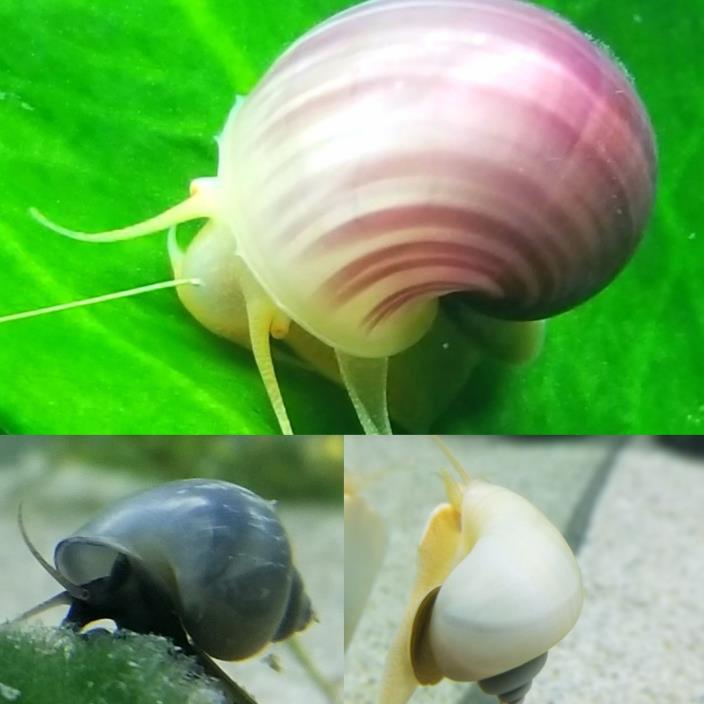 Mystery Snail Package! 1 Magenta, 1 Blue, 1 Ivory Snail & Food! Live Snails