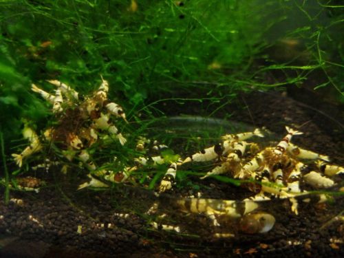 10 CRYSTAL BLACK SHRIMP [caridina] PBL Pure Black Line S GRADE homebred Vin line