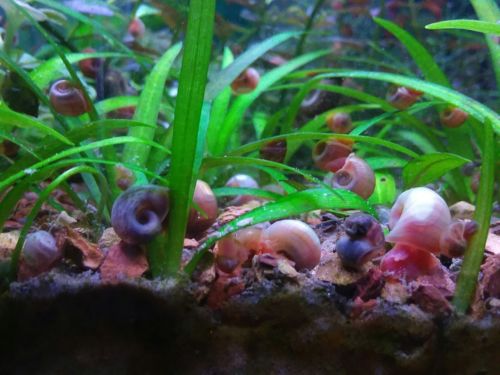 45+ Mixed Ramshorn Snails | Aqauarium / Pond / Feeder Snails - Free Shipping!